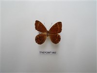 藏品(白點褐蜆蝶)的圖片